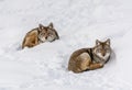 Duo of Coyotes Lying on the Snow Royalty Free Stock Photo