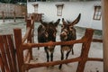 Duo donkey in stable