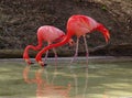 Duo Flamingos Royalty Free Stock Photo