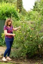 A duo fruit tree grows Katy and Egremont simultaneously. Royalty Free Stock Photo