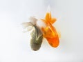 Duo goldfish swimming on white background ,two gold fish,Decorative aquarium fish,Gold fish. Isolation on the white Royalty Free Stock Photo