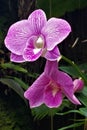 Purple orchid duo