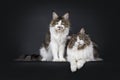 Duo look alike cats on black background Royalty Free Stock Photo