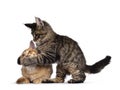 Duo Maine Coon cat kittens on white Royalty Free Stock Photo