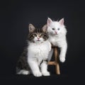 Duo of Norwegian Forestcat kittens on black Royalty Free Stock Photo