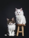 Duo of Norwegian Forestcat kittens on black Royalty Free Stock Photo