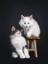 Duo of Norwegian Forestcat kittens on black Royalty Free Stock Photo