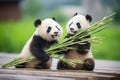 duo of pandas sharing bamboo stalk