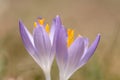 Duo of purple crocuses open to the sun Royalty Free Stock Photo