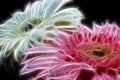 Duo rainbow color gerbera flower, Beautiful aster flower Royalty Free Stock Photo