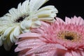 Duo rainbow color gerbera flower, Beautiful aster flower Royalty Free Stock Photo