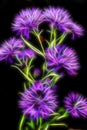 Duo rainbow color gerbera flower, Beautiful aster flower Royalty Free Stock Photo