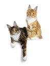 Duo of red tabby and a black tortie Maine Coon cat kittens, laying and sitting isolated on white background looking at lens Royalty Free Stock Photo