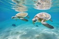 a duo of sea turtles swimming in a clear warm sea