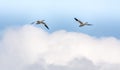 Duo of Snow Geese Flying High in the Cloudy Sky