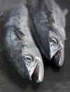 A duo of Spanish Mackerel showing off their sharp Royalty Free Stock Photo