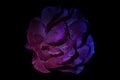 Duo tone and neon light rose flower on a black background. Close Up. UV, fluorescent Royalty Free Stock Photo
