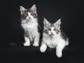 Duo of two black and brown tabby with white Maine Coon kittens Royalty Free Stock Photo