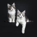 Duo of two black and brown tabby with white Maine Coon kittens Royalty Free Stock Photo