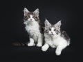 Duo of two black and brown tabby with white Maine Coon kittens Royalty Free Stock Photo