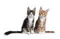 Two Maine Coon cat kittens on white background Royalty Free Stock Photo