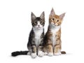 Two Maine Coon cat kittens on white background Royalty Free Stock Photo