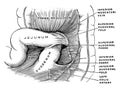 Duodenal Fossae, vintage illustration Royalty Free Stock Photo