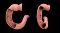 Duodenum, human anatomy set, the first part of the small intestine immediately beyond the stomach, leading to the jejunum, 3D