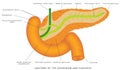 Duodenum and pancreas Royalty Free Stock Photo