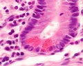 Duodenum. Paneth cells Royalty Free Stock Photo