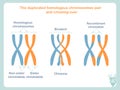 Duplicated homologous chromosomes pair and crossing-over sheme in blue and orange colour