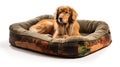 durable dog beds