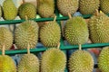 Durain Fruit Display Royalty Free Stock Photo