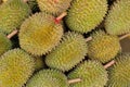 Durain Fruit Display Royalty Free Stock Photo