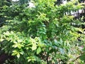 Duranta eracta in the garden