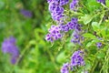 Duranta erecta fence tree,Purple flower blooming Sky flower