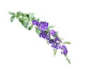 Duranta Erecta Flower Royalty Free Stock Photo