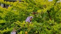 Duranta erecta flowers with honey bee on them