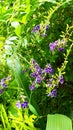 Duranta erecta at the garden