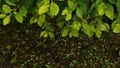Duranta erecta gold mound plant leaves background. Golden dewdrop leaves