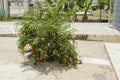 Duranta Erecta (Golden Dewdrops) Plant