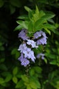 Duranta erecta L. is a plant of Verbenaceae and Forsythia