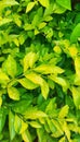 Duranta erecta leaves Royalty Free Stock Photo