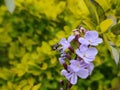 Duranta erecta plant with violet flowers