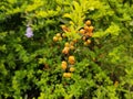 Duranta erecta plant with yellow fruits in spring