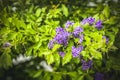 Duranta erecta purple flowering shrub