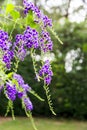 Duranta erecta purple flowers bloom