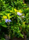 Duranta erecta or Duranta repens purple flowers and shrub in an Indian garden, Uttarakhand