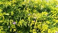 Duranta erecta golden dewdrops bush