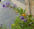 Clusters of bluish flowers flared on their stem and fruits small  globose yellow-orange. Royalty Free Stock Photo